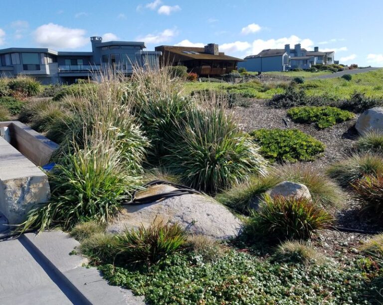 The California Native Grasses That Fill Bare Slopes Fast Without Seeding Into Every Bed Nearby