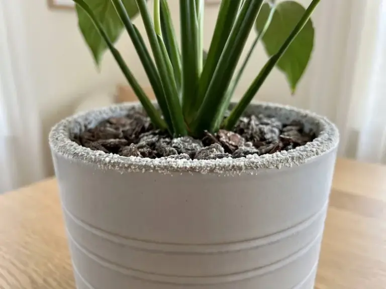 Brown Leaves on Your Peace Lily Usually Come Down to One of These 8 Everyday Problems