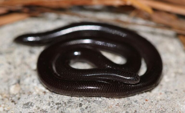 Could That Tiny Worm in Your Florida Potting Soil Be a Blind Snake?