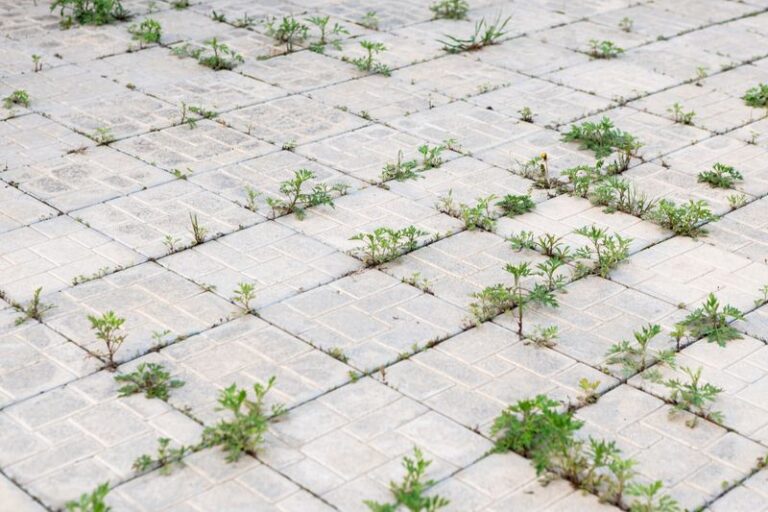 Why Weeds Keep Growing Between Pavers and How to Reduce Them