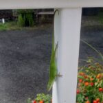 These Simple Florida Yard Habits Invite More Anoles In and Leave Fewer Bugs on Your Plants