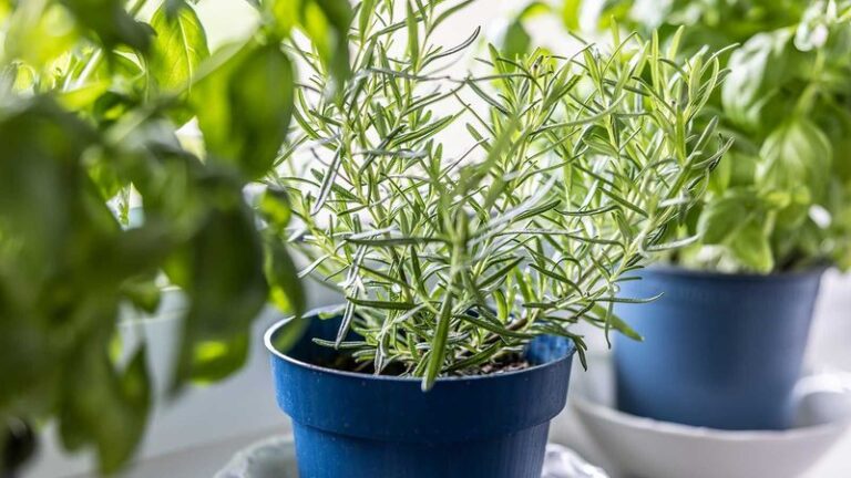 The real reason so many Florida homeowners plant rosemary right beside the front door