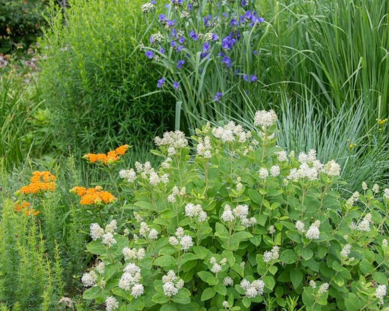 Skip Butterfly Bush in Your North Carolina Pollinator Garden and Plant New Jersey Tea, a Native Nectar Source and Caterpillar Host