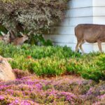 Deer Browsing Your Shrubs and Fall Greens as Forage Shifts? Here’s How to Protect Them Now