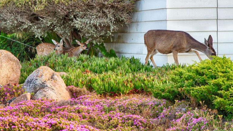 Deer Browsing Your Shrubs and Fall Greens as Forage Shifts? Here’s How to Protect Them Now