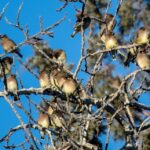 The Meaning Behind a Flock of Cedar Waxwings Dropping Into Your Central Texas Yard