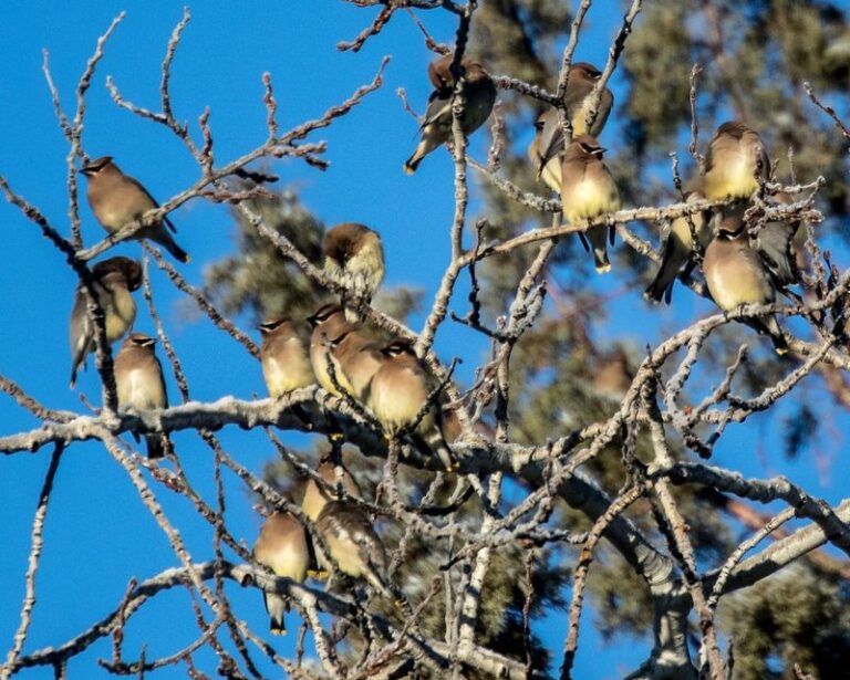 The Meaning Behind a Flock of Cedar Waxwings Dropping Into Your Central Texas Yard