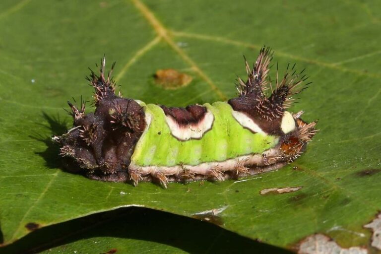 Fall Yard Safety in North Carolina: Why You Shouldn’t Touch Unknown Fuzzy Caterpillars Bare-Handed