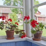 Protect Scented Geraniums Before Frost: A Simple Winter Routine
