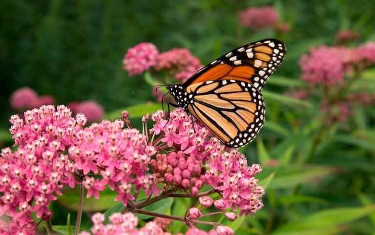 Milkweed and Nectar Plants: Building Monarch Habitat in Southern Yards