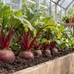 Crowded Beets Often Stay Small: How to Thin a Late Bed and Plan Your Next Sowing