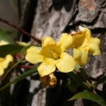 7 Florida Native Plants That Keep Blooming After Your Hibiscus Gives Up for the Winter