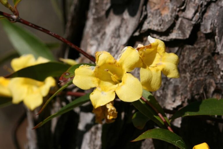 7 Florida Native Plants That Keep Blooming After Your Hibiscus Gives Up for the Winter