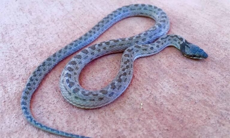 California Night Snakes Look Scary Near Your Patio, but They Quietly Eat the Lizard-Hunting Pests You Never See