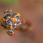 What It Means When Ladybugs Cluster in Your California Yard This Fall, and Why You Should Leave Them Be