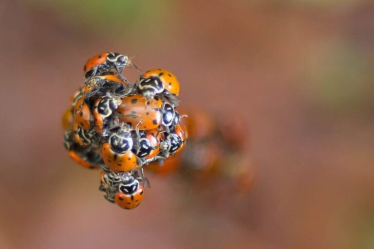 What It Means When Ladybugs Cluster in Your California Yard This Fall, and Why You Should Leave Them Be