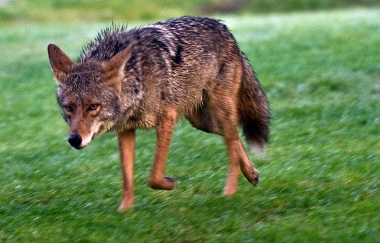 Why a Coyote Might Cross Your California Yard at Dusk, and the Yard Resources That Could Make It More Appealing