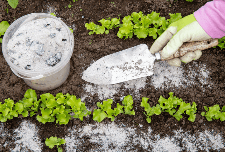Your Tomatoes Grow Bigger Next Summer When You Start Feeding the Bed These 17 Pantry Staples Now
