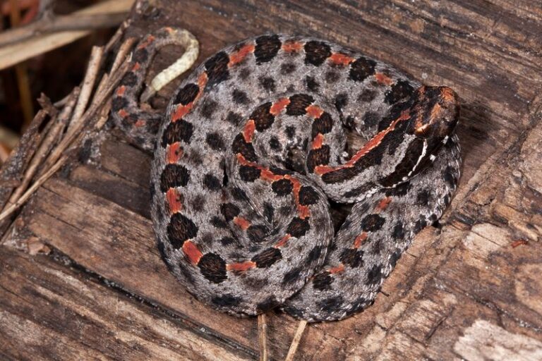 Florida’s Dusky Pygmy Rattlesnake: What Gardeners Should Know Before Clearing Beds and Debris