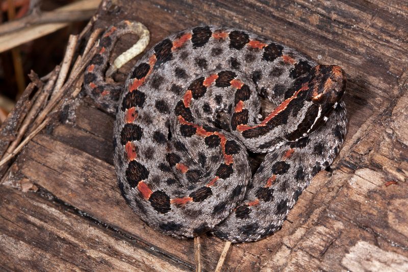 Florida’s Dusky Pygmy Rattlesnake: What Gardeners Should Know Before Clearing Beds and Debris
