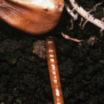 7 Florida Garden Pests Hiding Eggs in Your Soil Right Now Before Spring Hatch