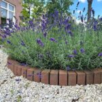 Lavender Is Gorgeous and Fragrant, but Is It Really a Rat Deterrent for Your Yard?
