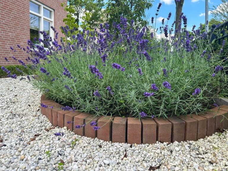 Lavender Is Gorgeous and Fragrant, but Is It Really a Rat Deterrent for Your Yard?