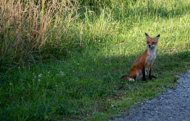 Could a Planting Bed Be Drawing Foxes Back to Your North Carolina Yard?