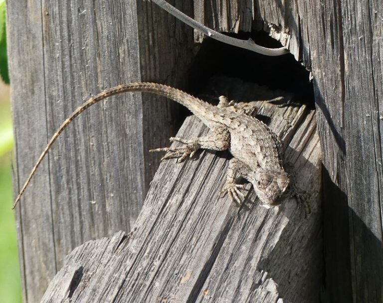What It Really Means When a Texas Spiny Lizard Keeps Sunning on Your Central Texas Fence This Fall