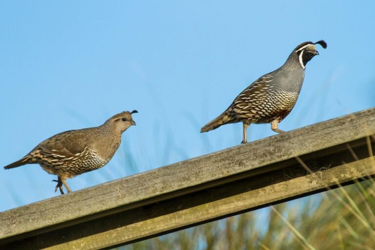 What It Really Means When Two California Quail Start Visiting Your Yard Every Morning