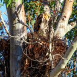 Which North Carolina Trees You Should Prune This Winter and Which Ones to Leave Alone Until Spring