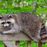 Why a Raccoon Keeps Returning to Your Central Texas Yard