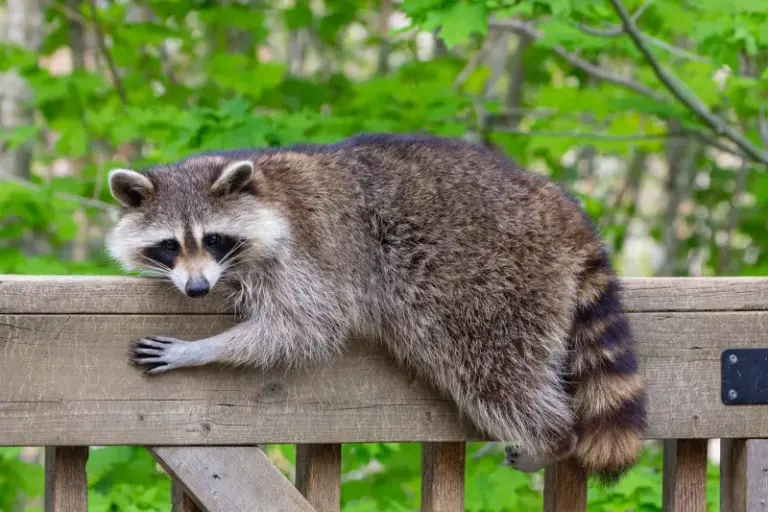 Why a Raccoon Keeps Returning to Your Central Texas Yard