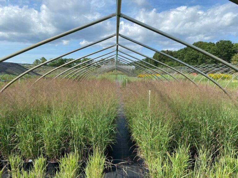 Leave These 7 Florida Native Grasses Standing This Fall and Winter Birds Will Find Your Yard