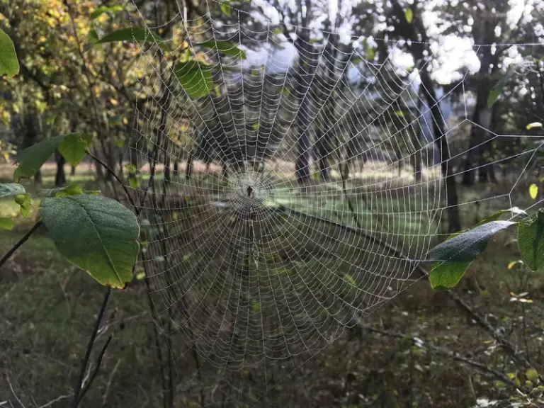 Why Some Orb-Weaver Webs Become More Noticeable in California in Fall, and What They May Catch