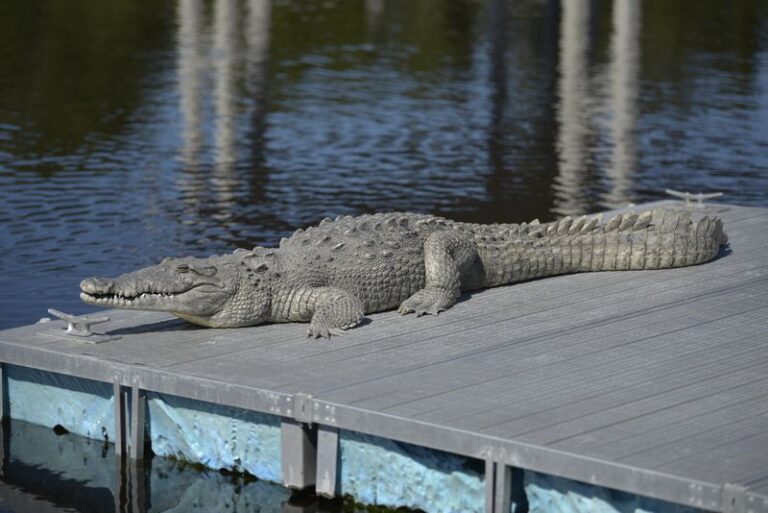 These Florida Animals Showing Up Around Your Home Are Protected, So Don’t Remove Them Yourself