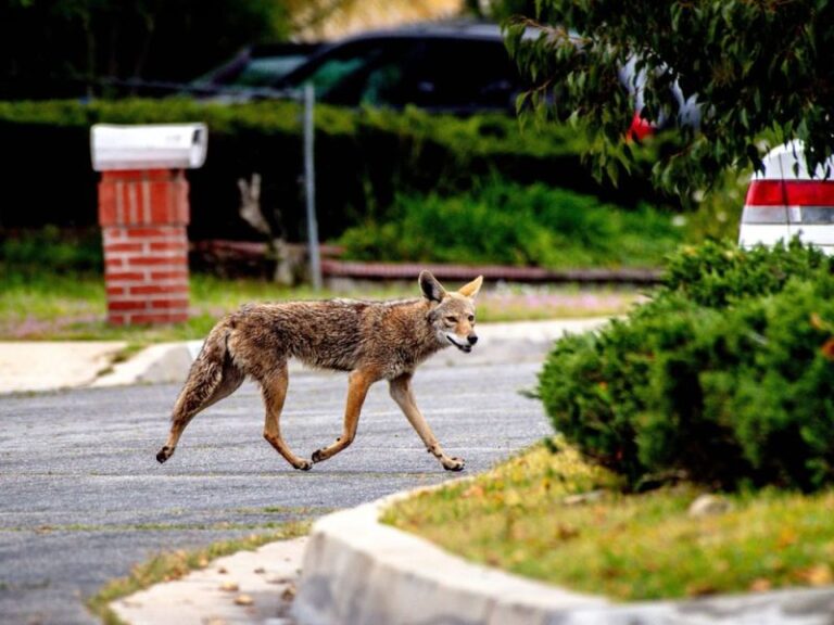 What Coyotes Are Really Sniffing Out When They Cut Through Your California Yard as Winter Nears