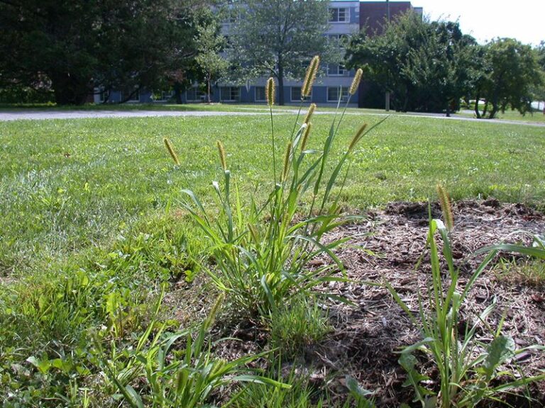 The California Native Mulch Trick That Stops Foxtails and Cheeseweed Before the First Rains Hit Your Beds