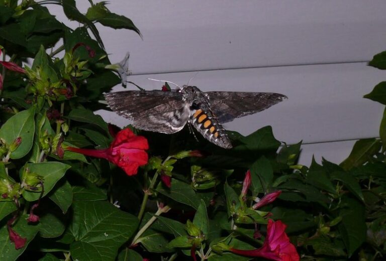Why Sphinx Moths May Show Up in Your North Carolina Garden Around Dusk