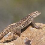 How To Support Lizard Habitat in Your California Yard During Late-Season Heat