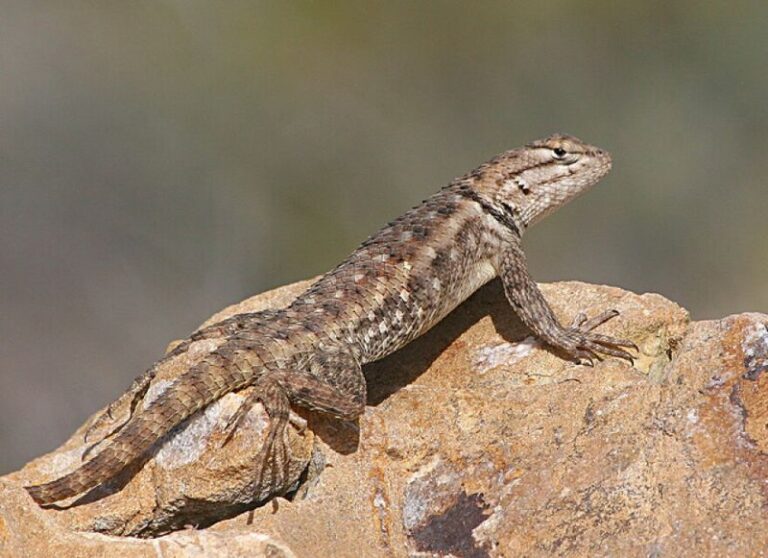 How To Support Lizard Habitat in Your California Yard During Late-Season Heat