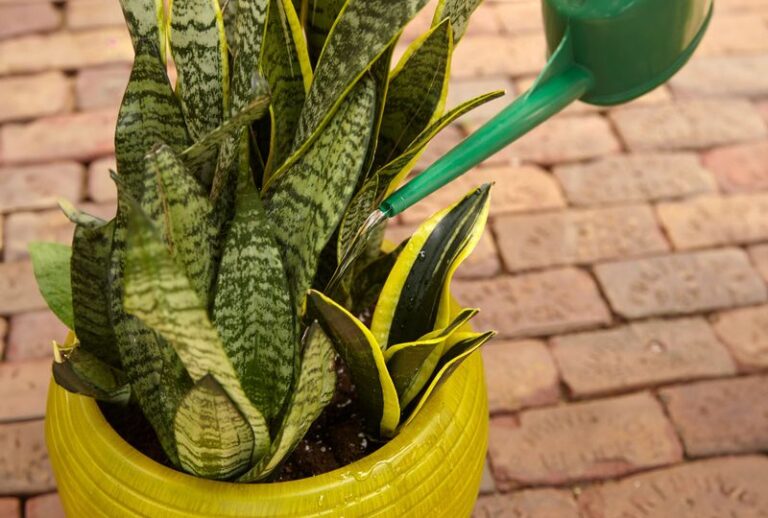 Your Snake Plant Is Tough, but These 6 Everyday Habits Quietly Rot It From the Roots
