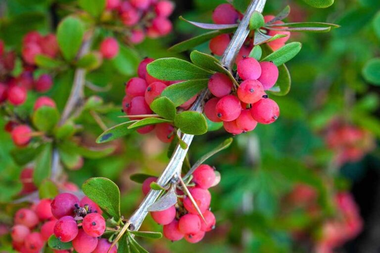7 Florida Native Shrubs That Fill In Fast and Screen Your Yard Without Turning Into a Pruning Chore