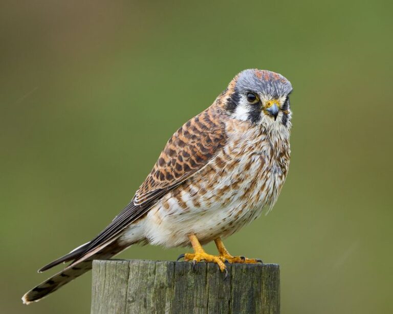 American Kestrels in California Yards: What a Hunting Perch Can and Cannot Do
