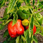Green Peppers Before Frost: Helping Them Ripen When Conditions Allow and Knowing When to Harvest