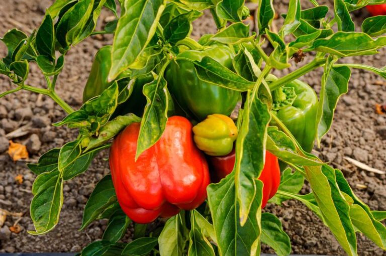 Green Peppers Before Frost: Helping Them Ripen When Conditions Allow and Knowing When to Harvest