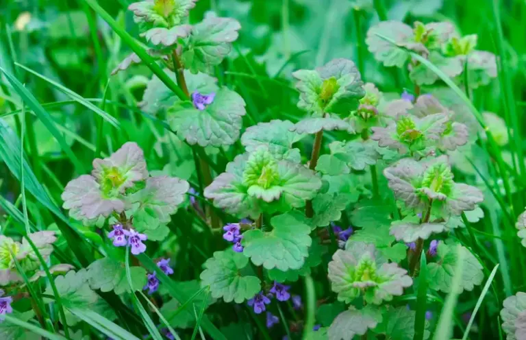 Your Lawn Keeps Filling With Henbit Every Spring Because the Fall Pre-Emergent Window Gets Missed