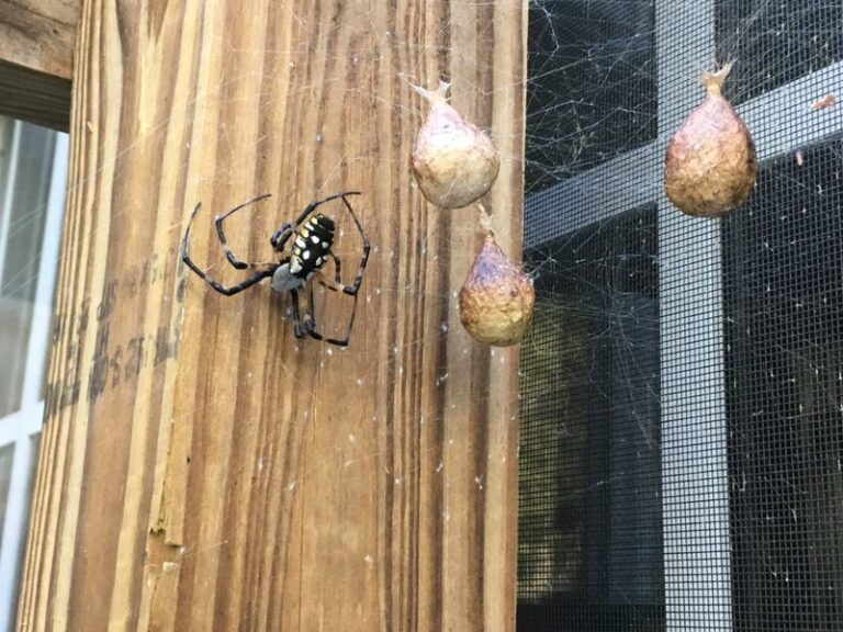 Fall Cleanup Can Remove a Garden Orb-Weaver Egg Sac If It Removes the Branch Holding It