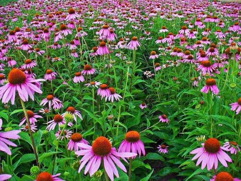 Purple Coneflower Seed Collection: A Chance to Grow Seedlings From Dried Heads in North Carolina