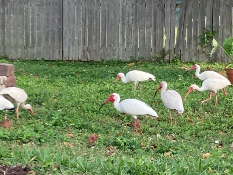 A White Ibis Probing Your Florida Lawn Is Searching for Prey, Not Testing Your Soil